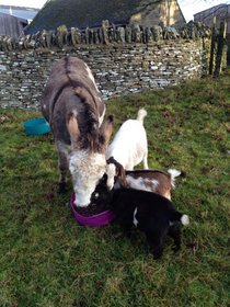 Donkey and Goat at Notgrove