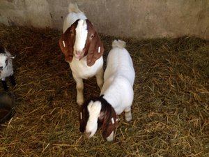 Rufus and Diego Notgrove Boer goats