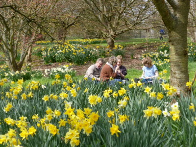 Daffodils at Batsford Arboretum