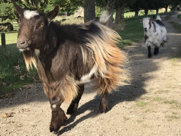 goats