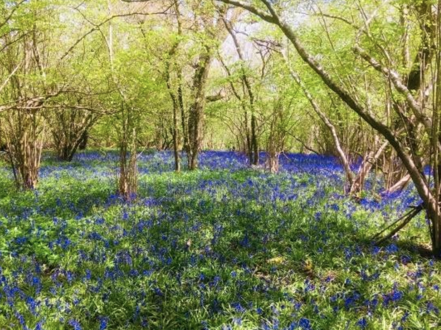 bluebell wood